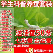 Silkworm Baby Breeding Tool Set Magnifier Feather Incubation Box Thermometer Grab Silkworm Sericulture Practical Set