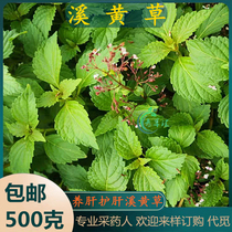 Freshly picked bear bile grass yellow juice grass wind blood grass goat noodles brook grass Chaoshan green grass brook grass tea