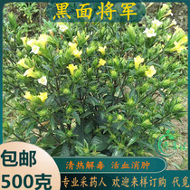 Freshly picked Chaoshan green grass black noodle general Malaysian black noodle general crisp-leaf malan broken stone grass fossil grass