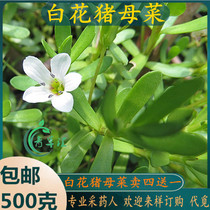 Freshly picked Chaoshan green grass white-flowered pig mother white-flowered mouse ear Bacopa monnieri snake orchid snake scale grass