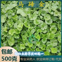 Freshly picked water chestnut small-leaf money grass Chaoshan green grass fish navel grass clam grass snake navel grass and button grass.