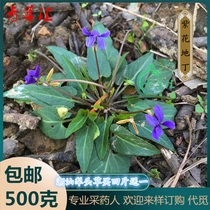 Purple-flowered ground grass freshly harvested Chaoshan green grass plowshare grass eargrass purple-flowered ground grass arrowhead grass