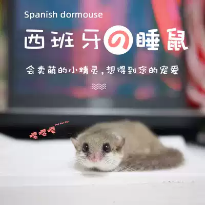 Spanish dormouse Cubs live home small pet small student dormitory sticky man mini lazy pet