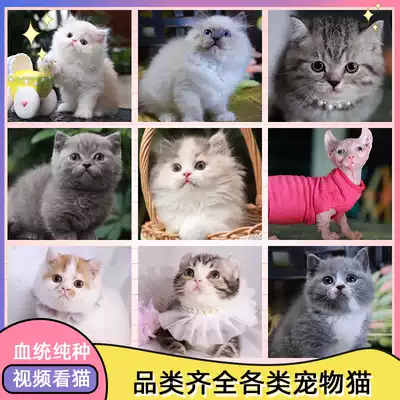 British short American short blue cat gold jinra silver shallow layer Garfield cat cat live pet National Air domestic kitten living things