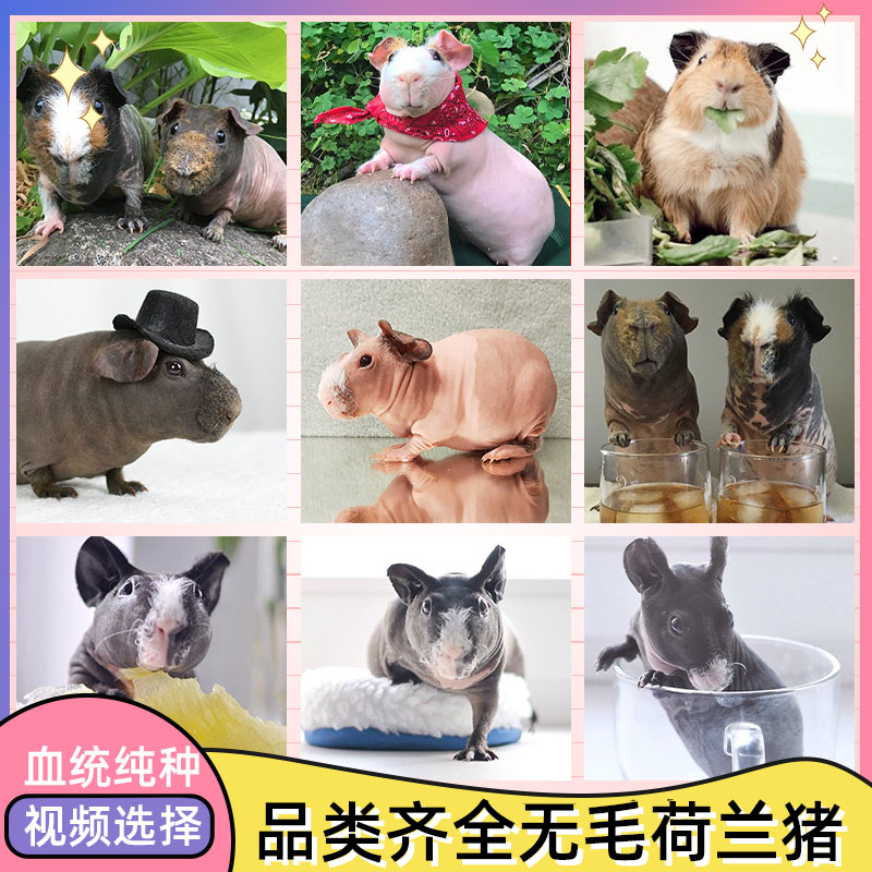 Home-bred pet guinea pig food live Dutch rat live animal color pig live animal guinea pig health