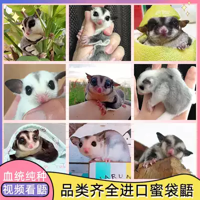 Honey bag Lister living dense kangaroo honey bag flying rat honey kangaroo living cub deposit link