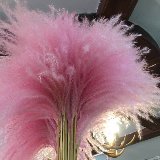 Dried flower reed pampas grass pink color coffee shop decoration reed blue Korean style fashion European and American Nordic style