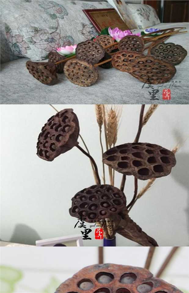 Hoa khô thân cây sen thật có hạt 12-18cm cực lớn sàn hoa sen tự nhiên trang trí phòng khách - Hoa nhân tạo / Cây / Trái cây giả hạc