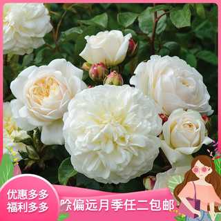 A69安宁 宁静青莲居月季奥斯汀玫瑰灌木欧月庭院四季开花花卉种苗