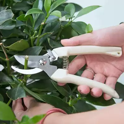Stainless steel branch scissors fruit tree grafting machine pruning scissors fruit tree scissors horticultural scissors