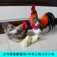 Цыпленок Midya +курица с большим выводом (трава) +2 цыпочка