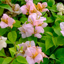 Green gardening triangle plum blonde girl cuttings small seedling garden balcony heat-resistant and sun-resistant Four Seasons flowering flowers