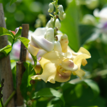 Snail vine climbing vine plant perennial flowering has floral fragrance heat and sun resistance
