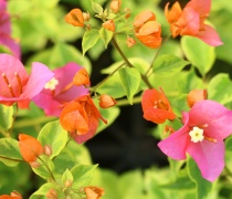 Green Art Gardening Triangle Plum Rhododendron Fasting Carnival Flower Variety