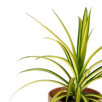 Jinxin Dew pocket Pandanus baptisii flower mirror plant garden balcony embellishment heat and sun resistance barren