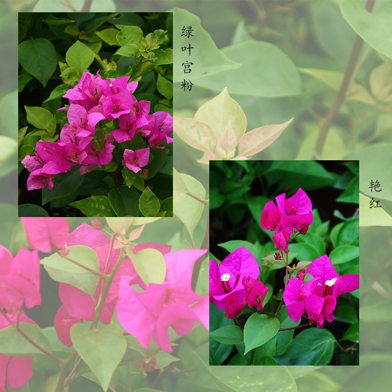 Green Arts Gardening Stunning Red Green Leafy Palace Pink Flowers Triangle Plum Courtyard Flower Spring Autumn Season major flower heat