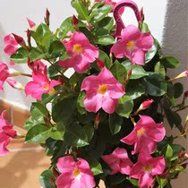 Green Art Gardening Double-line Vine Four Seasons Flowering Garden Climbing Vine Plants Potted Plants Not Zou Ye