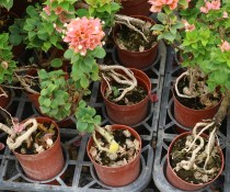 Green gardening triangle plum tower orange tower Purple Tower yellow potted plant shape one shot