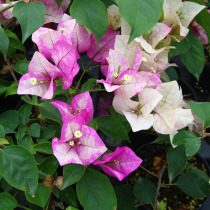 Green Art Gardening Triangle Plum The Last Emperor Wajid Alisha Garden Shrub Flowers Heat and Sunshine