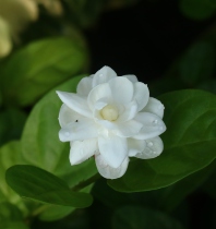 Big basin tiger head Jasmine jewel Jasmine double petal canopy Jasmine
