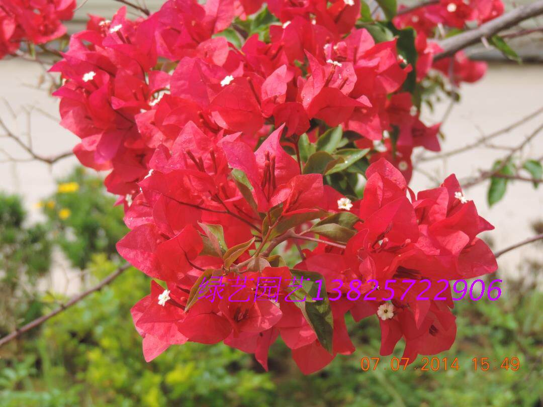 Triangle plum flame seedlings chopsticks thick and thin branches with less pot delivery