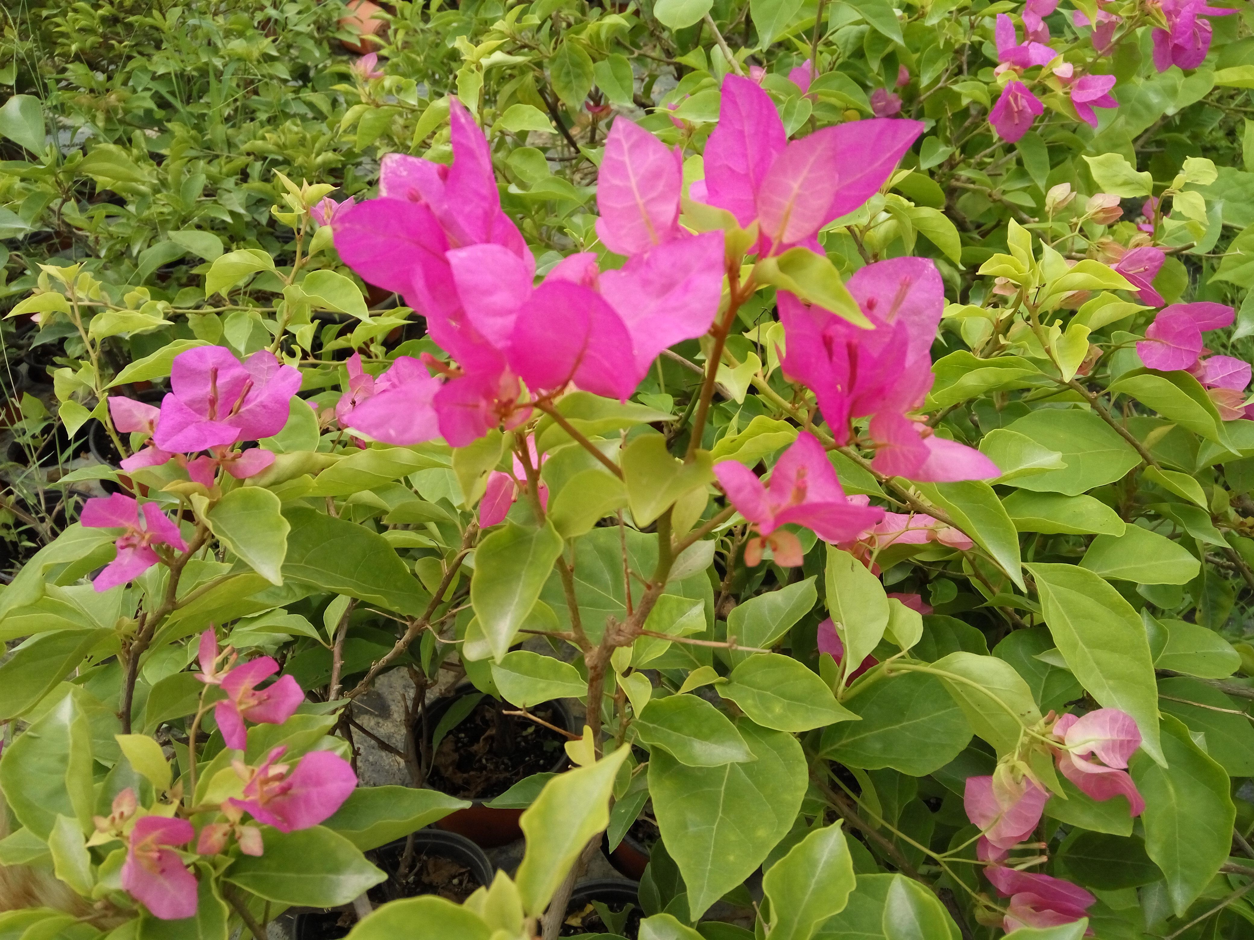 Green Arts Horticulture Ocean Red Princess Triangle Mele Cuckoo with basin to ship