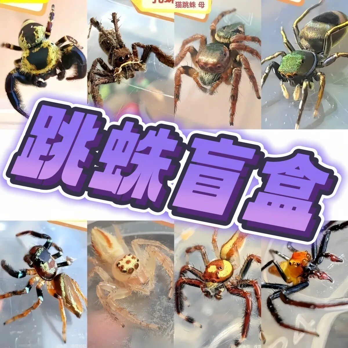 腿叔~哥伦比亚梦幻蓝镭射Xenesthis sp blue：蜘蛛界的颜值天花板！养它