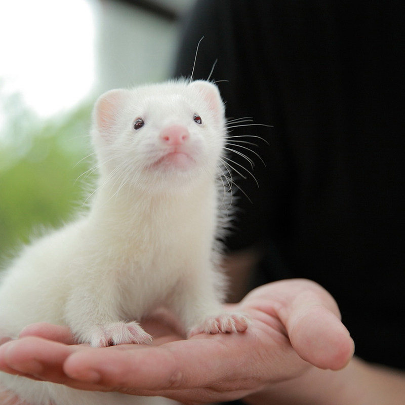 (Fixed) Angoru Pet Ferret Ferret Cub Living Infant Body Bag Living Quarters Small Good Breeding Animal Living Ferrets