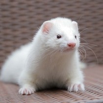 Snow Ferret Color] Little white ferret Castle Angoru pet ferret cub Anglu cute alternative living creature