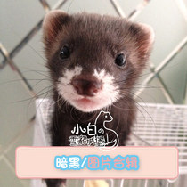Dark Black] Little White Ferret Castle Angoru Pet Ferret Cub Anglou Alternative Cute Pet Living