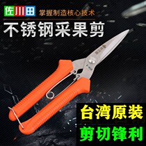 Zokugawa field stainless steel rare fruit cut picking fruit cut fruit scissors garden art tool serrated opening blade