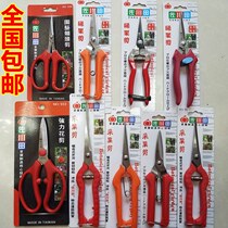 Zokugawa field stainless steel plus-cut rare fruit cut black wolfberry Flowers Grape Picking Scissors Lengthened Garden Sheared Cut