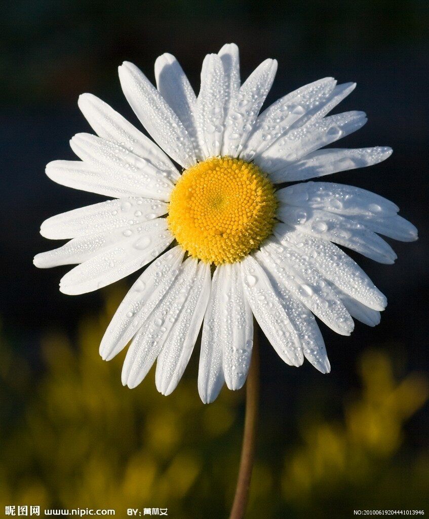 Accessoire coiffure en autre - Ref 1201460 Image 20