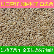 Imported Grass Seed Bird Grain Gargana Bird Food Garnelly White Spike Corn Silk Nestnut Seed 500g=1 Cati