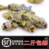 Fresh White knows the monkey Silver cicada White cicada tender to know the shell to the turtle 2 pieces of Shunfeng