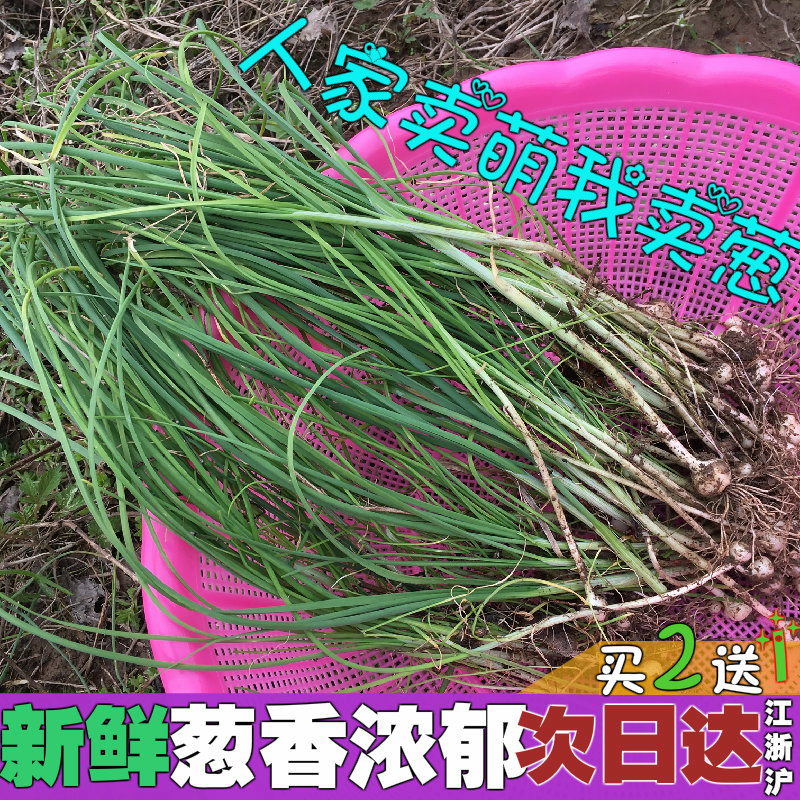 Sold out]Fresh wild onion Small root garlic shallot Wild onion white shallot Wild vegetables are dug up and sold green shallot 500g