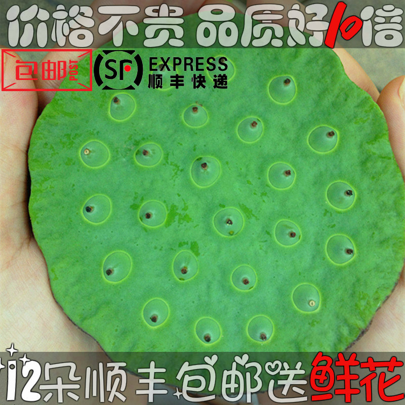 Shunfeng showered fresh lotus seeds tender and sweet space lotus Wild summer seasonal fruits are now picked and eaten raw Farm