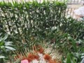 富贵竹种植基地的LOGO