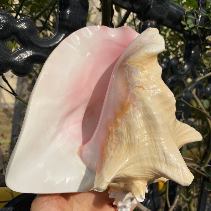 Pink Large Shell Ornament Queen Phoenix Conch Creative Ocean Home Decoration Natural Conch Shell