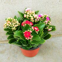 Longevity flower seedlings double petal flowers potted plants Four Seasons flowering succulent plants Longevity flower pots