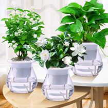 Flowering water raising Gardenia hydroponic Jasmine potted green flower viewing duck foot wood balcony male indoor desktop small green plant