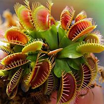 The Venus flytrap pitcher plants shi chong cao piranha mozzie Buster bu wen cao food mosquito grass large catch Cordyceps fun pot