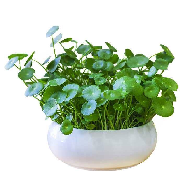 Copper money grass hydroponic indoor living room plant purification air potted office table green plant copper money grass roots package