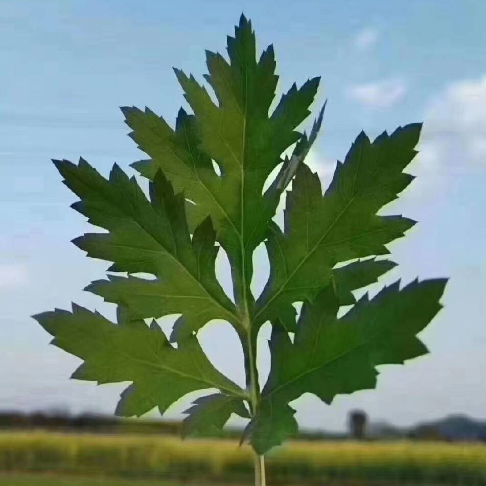 蕲艾源头厂家