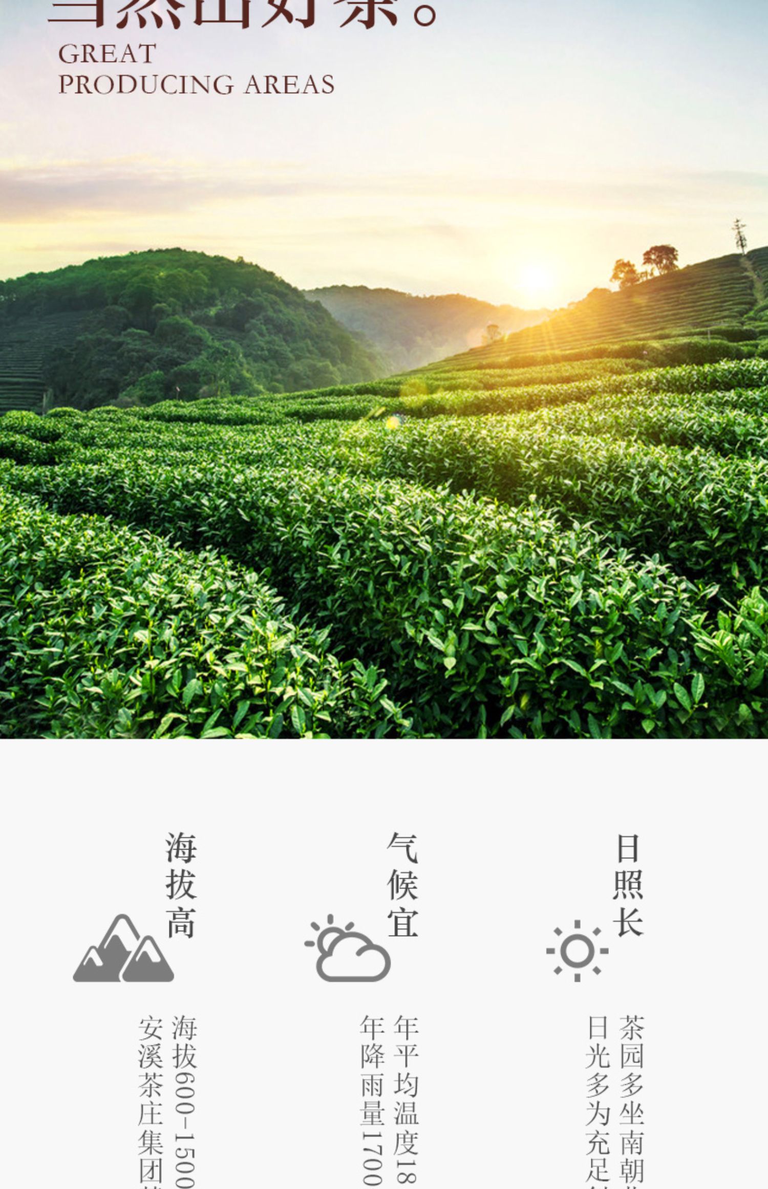 铁盒装新茶大红袍武夷山乌龙茶岩茶