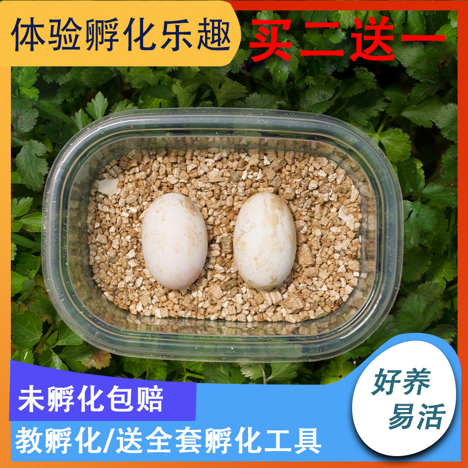 Can hatch turtle eggs Chinese tortoise ink turtle Brazilian turtle pet egg fertilized egg can hatch small turtle egg flower turtle