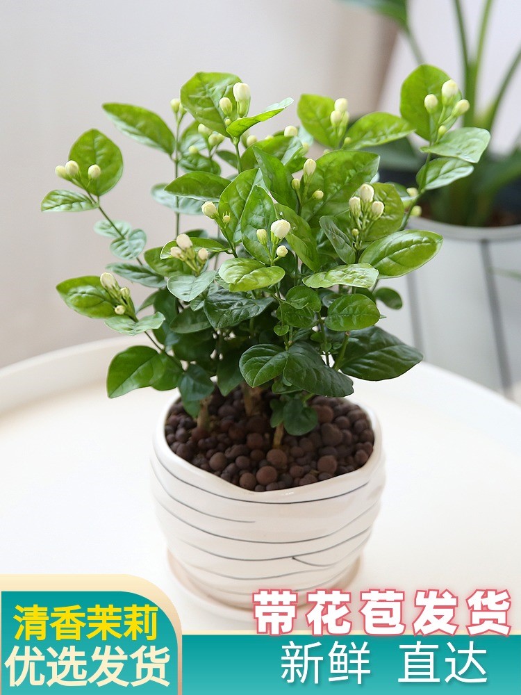 Indoor potted plants do not need sunshine flowers with flower buds Four Seasons to mosquito repellent intense and fragrant purifying air green plant