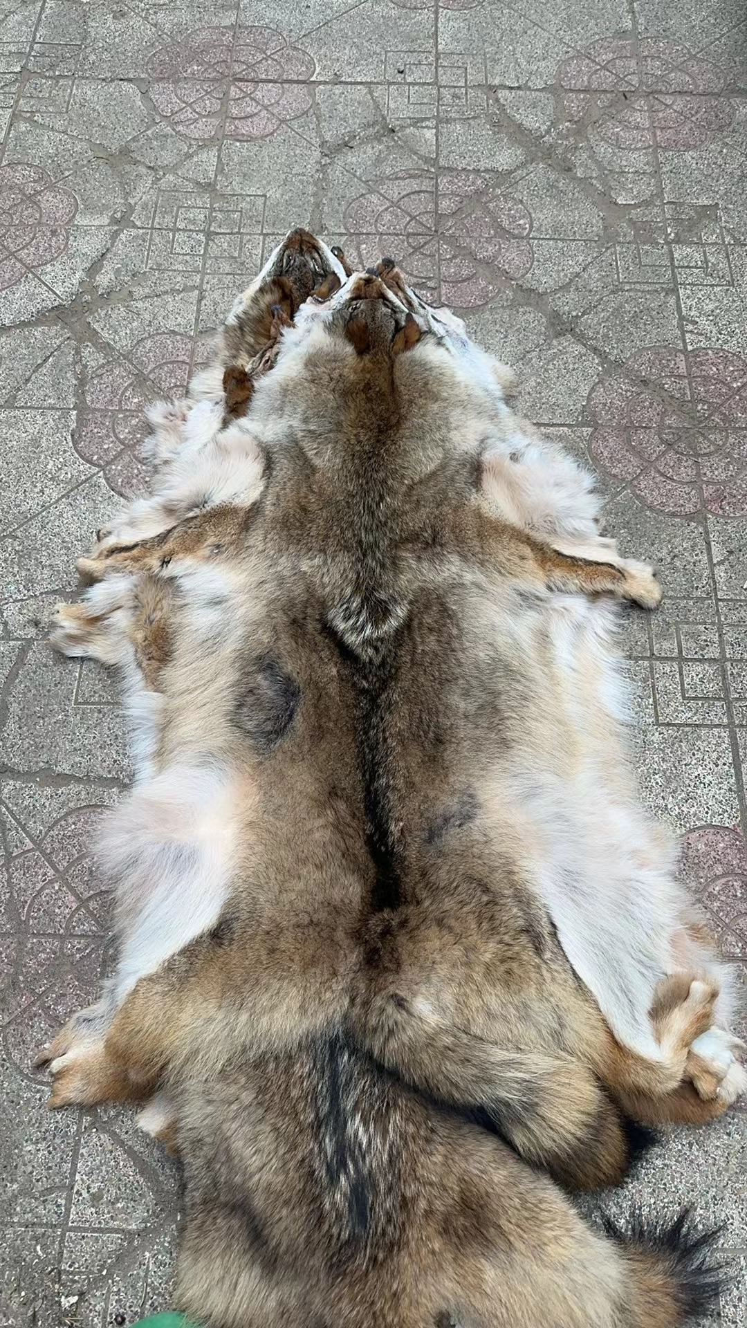 北米産コヨーテ皮輸入 コヨーテ皮全体 半製品 カナダ産コヨーテ直送衣料