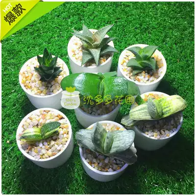 奶油子宝锦元宝百合科鲨鱼掌多肉植物组合盆栽吉祥招财桌面盆栽 奶油子宝锦元宝百合科鲨鱼掌多肉植物组合盆栽吉祥招财桌面盆栽