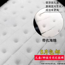 Soilless cultivation cube planting sponge hydroponic planting vegetable greenhouses moisturizing cotton leafy vegetables fixed seedling substrate planting cotton